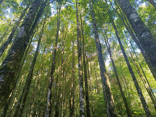 Fototapeta premium A view from a lower angle of a dense forest with tall trees towering above. Sunlight peeks through the gaps in the canopy. A concept of environment, natural background, and adventure.