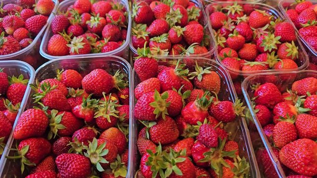 Fresh ripe strawberries in plastic containers at local farmers market with seasonal summer berries close up