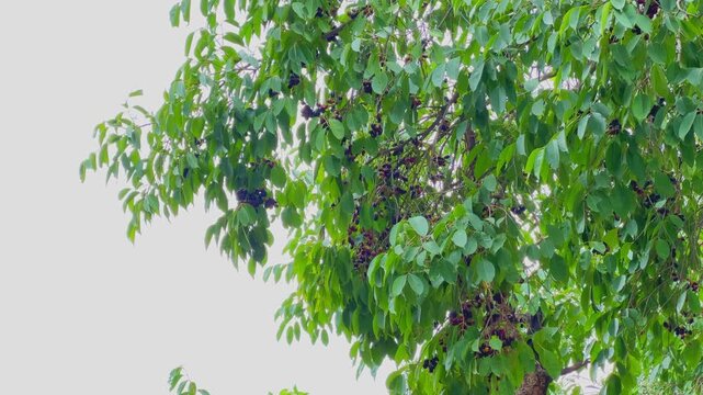Wide shot of a jamun tree heavily loaded with ripe dark purple fruits among lush green foliage, showcasing a healthy tropical canopy during the harvest season.