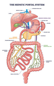 Hepatic portal system diagram shows venous flow from intestines to liver, key parts, hepatic portal vein, liver, small intestine. Outline diagram
