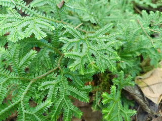 A stretch of chicken claw fern plants or Selaginella, a type of fern with small, flat, scale-shaped leaves which is a fern herbaceous plant that grows spread out on the surface of damp soil or rocks. © Komang