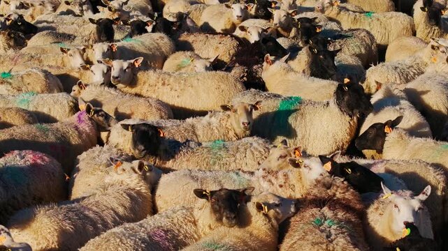 Drone slides right above dense sheep flock reflecting Europe livestock industry
