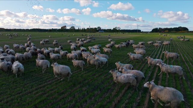 Slow drone flies left, marked flock of sheep runs across farm, Dobele, Latvia