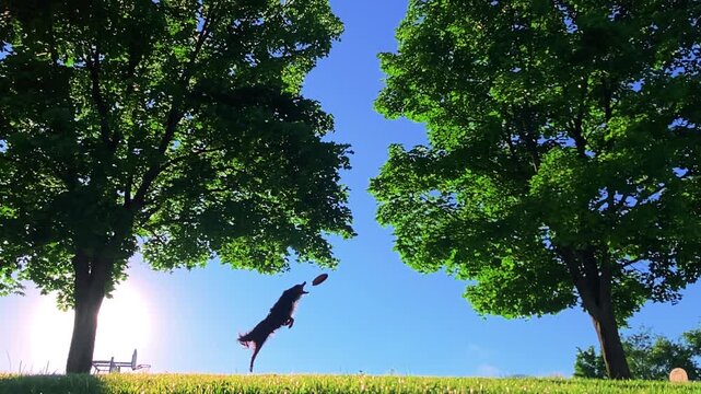 Dog Jumping Through Air Under Large Tree on Sunny Summer Day