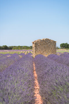 Rangs de lavande violette en perspective sur le plateau de Valensole, Provence, France, avec une ancienne borie en pierre au centre. Paysage rural estival typique.