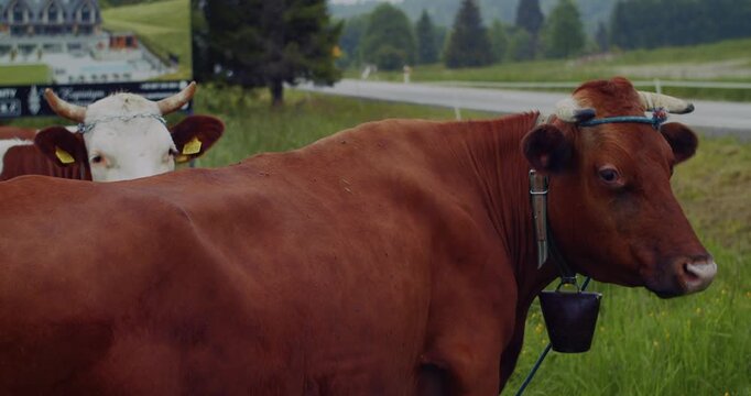Two cows, one brown and one white, stand peacefully in a green grassy field with bells, next to a road and a billboard.