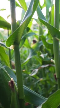Green unpeeled corn cobs growing on stalks in field close up