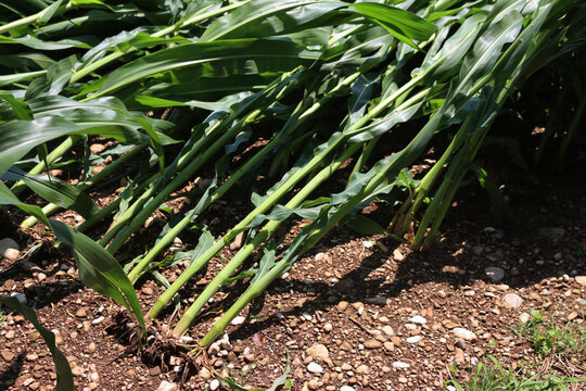 Close-up of green Corn field damaged by strong wind on summer. Storm on corn field . Zea mays