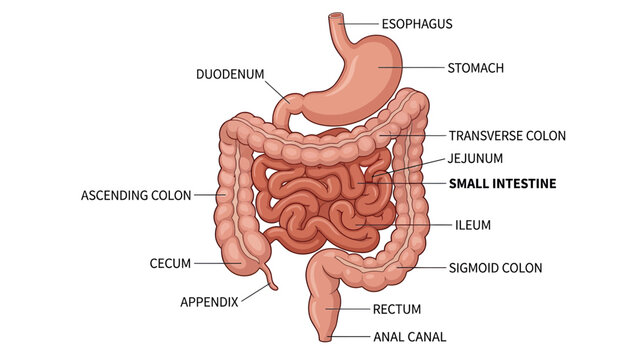 Human Digestive System Anatomy Illustration: Stomach, Intestines, Esophagus