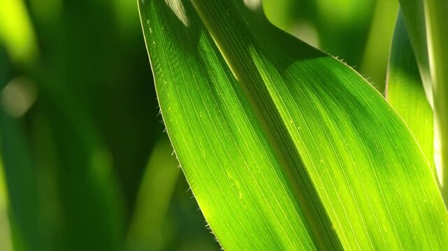 Close-up of a green corn leaf swaying in the wind, illuminated by bright backlit sunlight in a maize field.