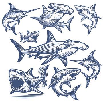 Vector engraving set of marine predators featuring various aggressive sharks, hammerheads, and swordfish isolated on a white background.