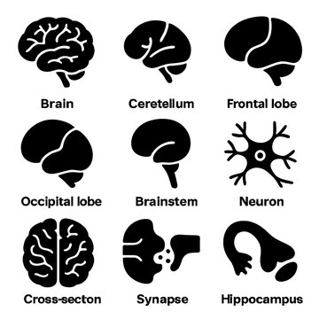 Brain icons human temporal icon vector neuron anatomy cerebellum lobe frontal parietal