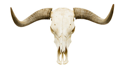 Fototapeta premium Longhorn cattle skull with large curved horns