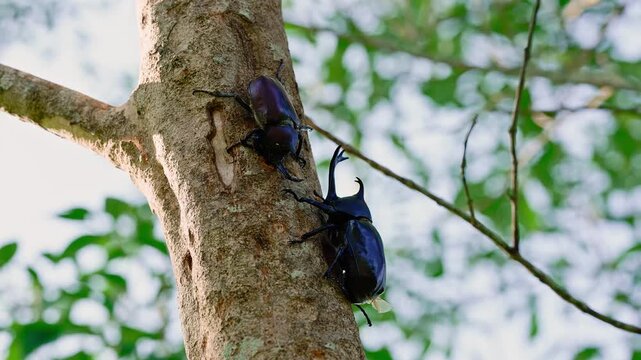 Two male Japanese rhinoceros beetles facing each other on a tree trunk without engaging in combat