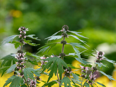 Motherwort ( Latin: Leonurus ) is a genus of perennial or biennial herbaceous plants in the family Lamiaceae. Motherwort is medicinal plant used in both traditional and scientific medicine