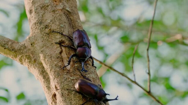 Two male Japanese rhinoceros beetles fighting over a sap feeding spot on a tree trunk