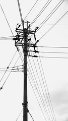 Fototapeta premium high voltage power lines