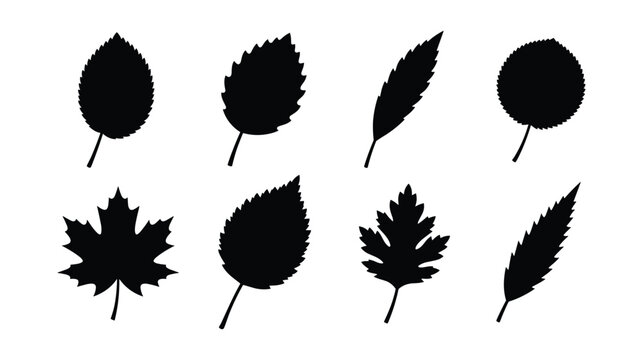 Forest tree leaf silhouette vector set isolated on white background. Black botanical icons of autumn maple, oak, linden, and beech foliage for seasonal fall decoration.