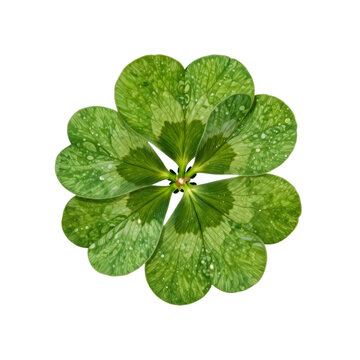 Isolated four leaf clover with water droplets symbolizes luck and fortune on a white background