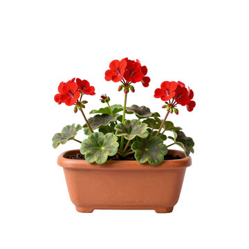 Vibrant red geraniums bloom in a terracotta pot against a white background