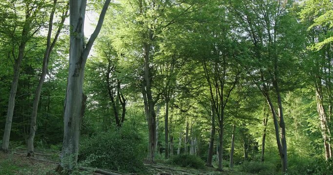 Green forest deforestation with cut trees