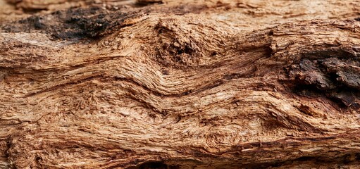 Obraz premium A detailed close-up highlighting the complex patterns and rich textures of natural tree bark.