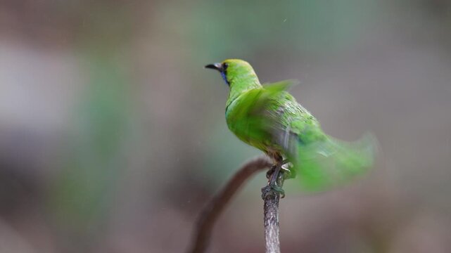 Golden-fronted leafbird (Chloropsis aurifrons) bird is eating a banana.