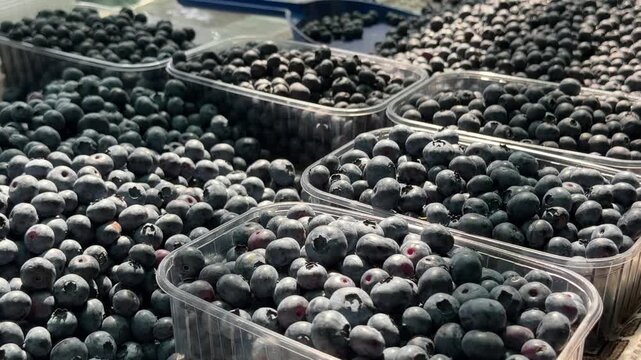 Fresh blueberries in plastic containers with loose ripe berries at local farmers market showcasing seasonal harvest and healthy natural fruit close up