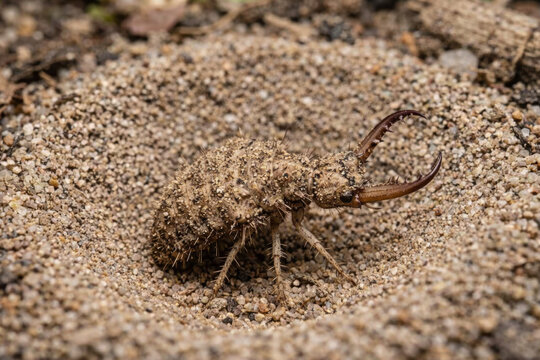 Macro shot of an antlion larva with large jaws in the sand