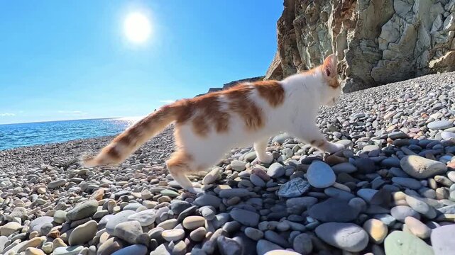 Cat beach kitten walking along the pebble shore and rolling playfully on stones under a bright sun by the sea