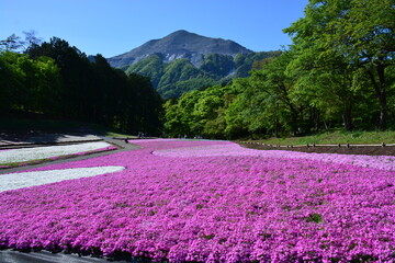Fototapeta premium 埼玉県 秩父市の羊山公園～芝桜祭り