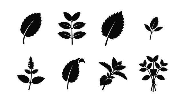Mint leaf and lemon balm silhouette vector set isolated on white background. Black aromatic culinary herb icons of fresh spearmint, peppermint sprouts, and organic tea ingredients.