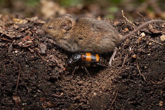 Burying beetle excavating soil beneath dead mouse in underground burrow