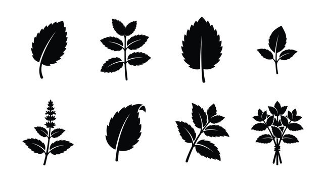 Mint leaf and lemon balm silhouette vector set isolated on white background. Black aromatic culinary herb icons of fresh spearmint, peppermint sprouts, and menthol tea ingredients.