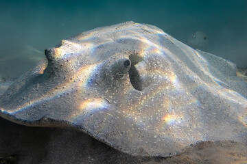 A Stingray that camouflages itself against the seabed. The fish's surface features light and dark spots that break up its outline, concealing it from predators. © gennaro