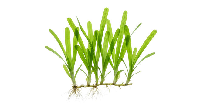 Cymodocea rotundata Seagrass with Rhizome Isolated on White Background PNG