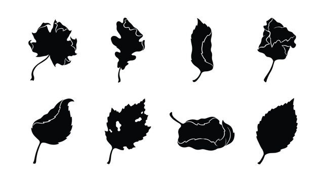 Dry autumn leaf silhouette set isolated on white background. Black vector icons of crinkled fall foliage, oak, birch, and maple textured shapes for seasonal winter design.