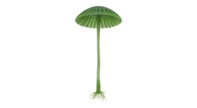 Green Acetabularia Mermaid Wineglass Algae Isolated on Transparent Background PNG