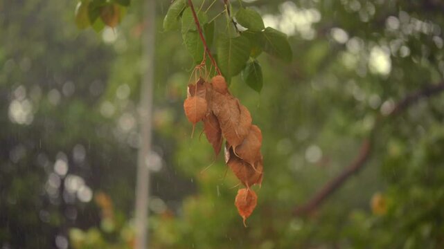 A Shot of Rain Falling on Sacred Peepal Tree Leaves During Monsoon