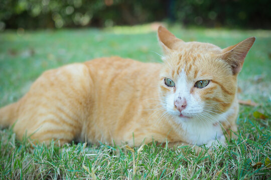Cute ginger tabby cat relaxing on green grass in the garden