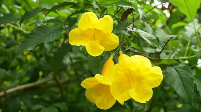 Close Up Yellow Trumpetbush Flowers Blooming on Green Branch,