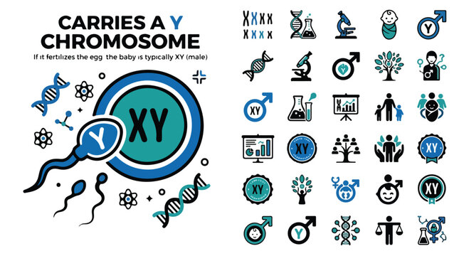 Genetics and Y chromosome vector icon set, male reproductive biology symbols, DNA and sperm fertilization infographic elements for science education