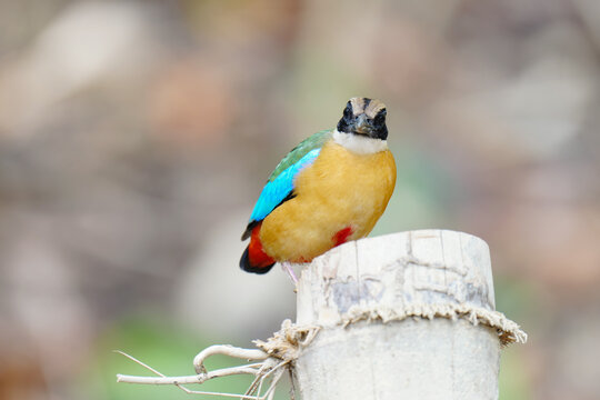 Blue-winged Pitta blue ,hooded pitta birds feeding on meal worms in the forest.