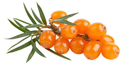Bright orange sea buckthorn berries with green leaves, isolated on transparent background © Dan