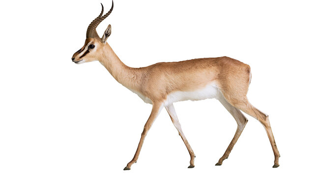 Slender gazelle with curved horns walking, isolated on transparent background