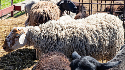 peaceful flock of sheep on sunny day © Анжелика Мельничук
