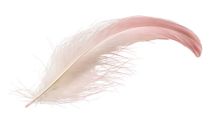 Delicate pale pink feather with soft fluffy barbs, isolated on transparent background © Dan