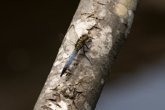 Libellule d&eacute;prim&eacute;e, Libellula depressa