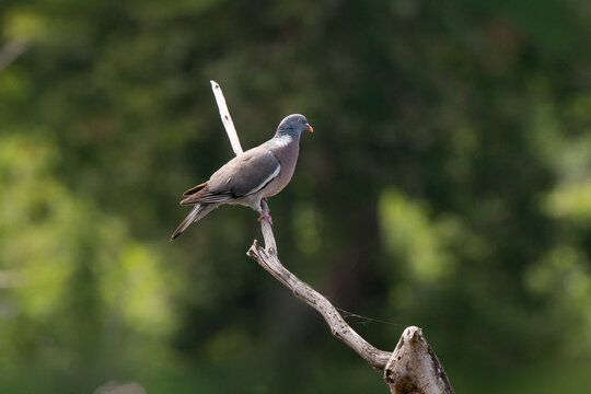 Pigeon ramier,