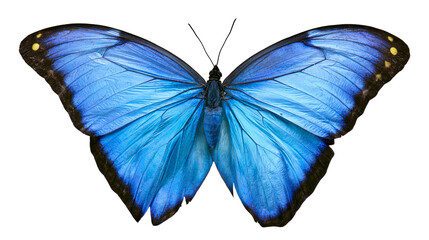 Fototapeta premium Vibrant blue morpho butterfly with black and yellow markings, isolated on transparent background